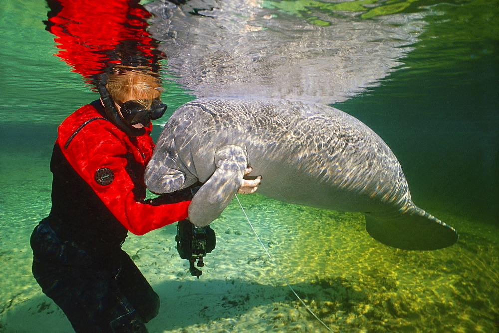 Florida manatee young manatee and diver scratching manatee Crystal River Florida USA