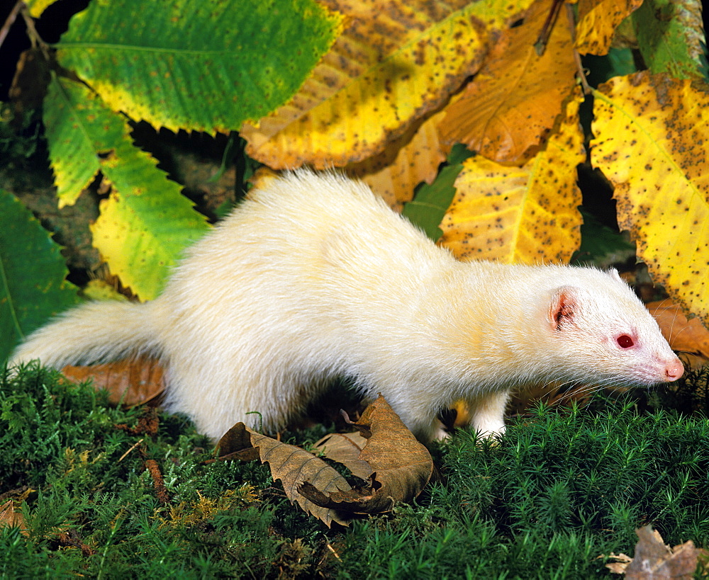 ferret ferret mustela putorius furo female autumn (Mustela putorius furo)