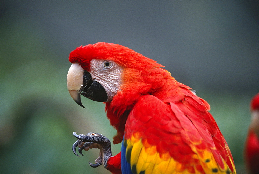 scarlet macaw birds standing lifting foot toe distorted