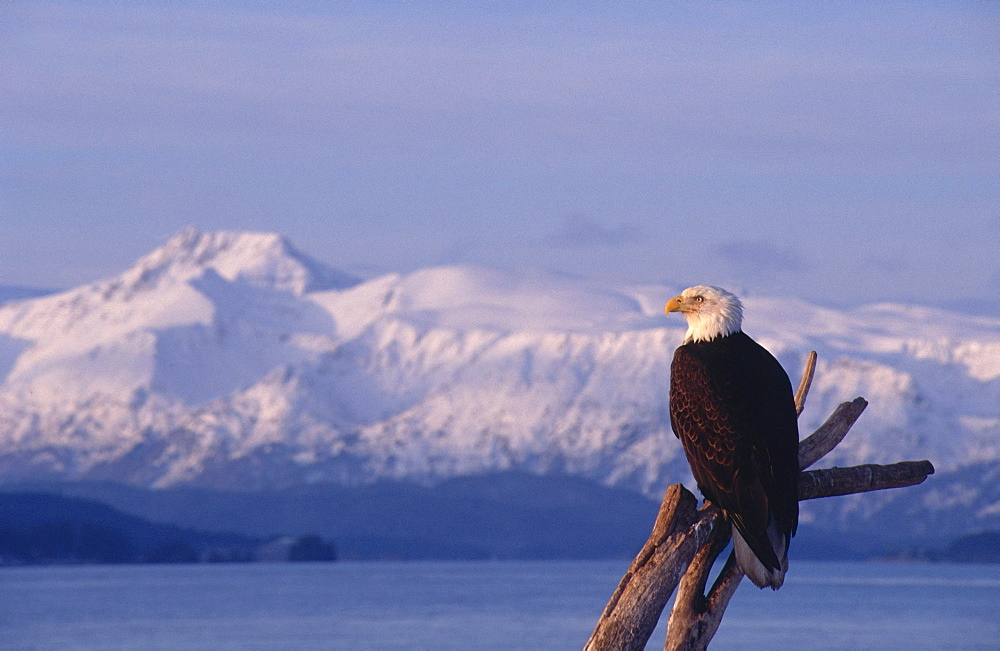 bald eagle bald eagle eagle sitting on dead wood in front of bay