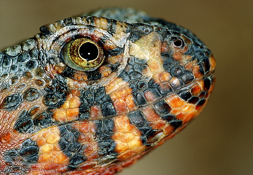 Chinese crocodile lizard