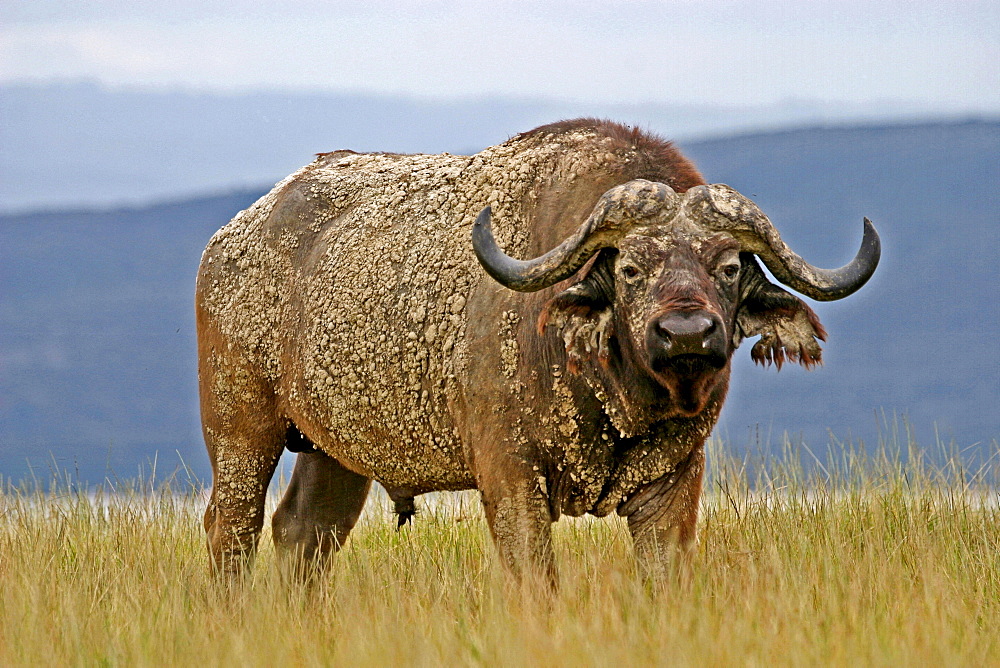 African buffalo male buffalo after mud bath