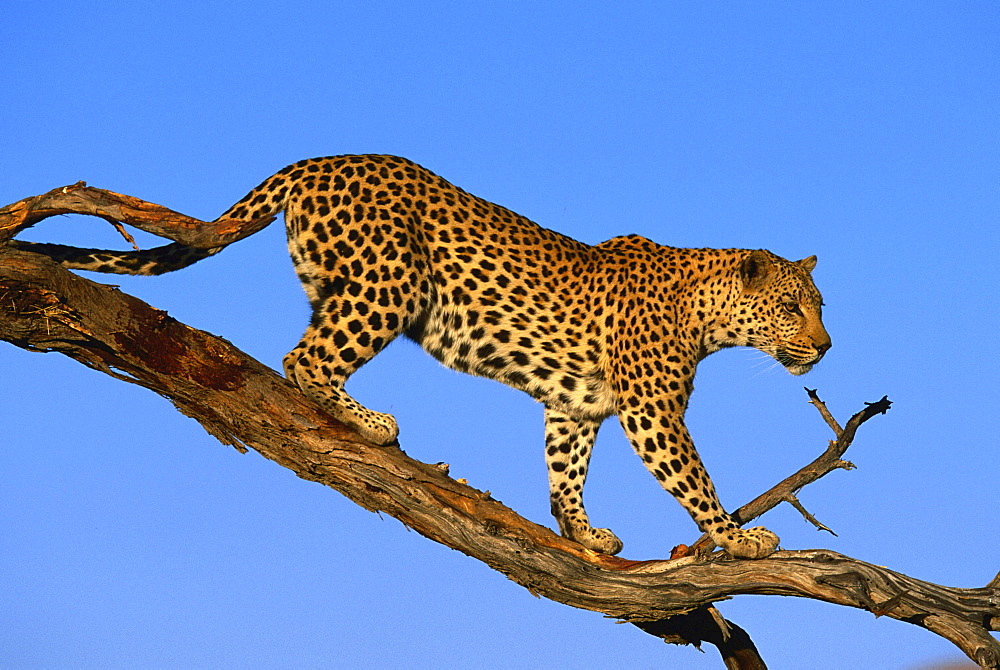 leopard standing on dead branch Africa