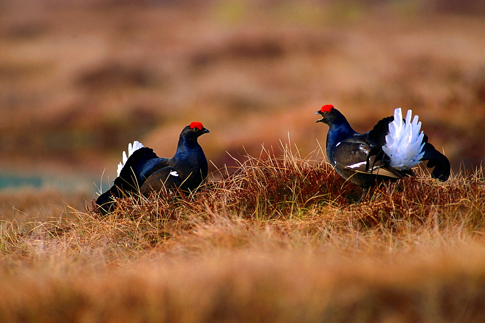 capercaillie lateral view of two males facing each other standing in brown grassland one bird calling with open beak