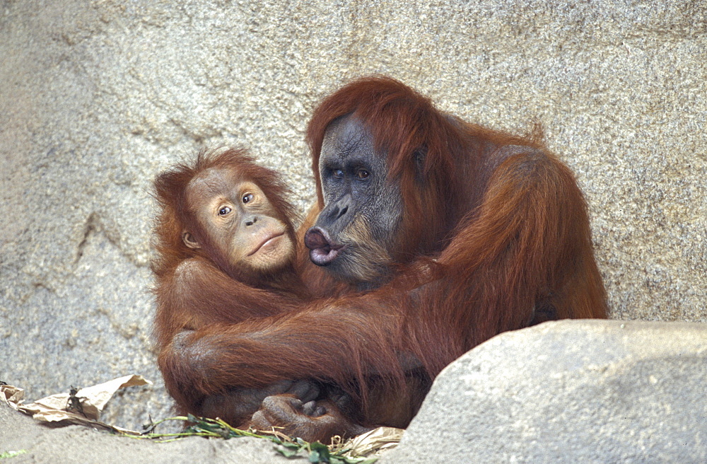 orang utan Sumatran orang utan orang utan couple small female and larger male sitting on foilage lying on rocks holding each other with arms and legs male pouting lips