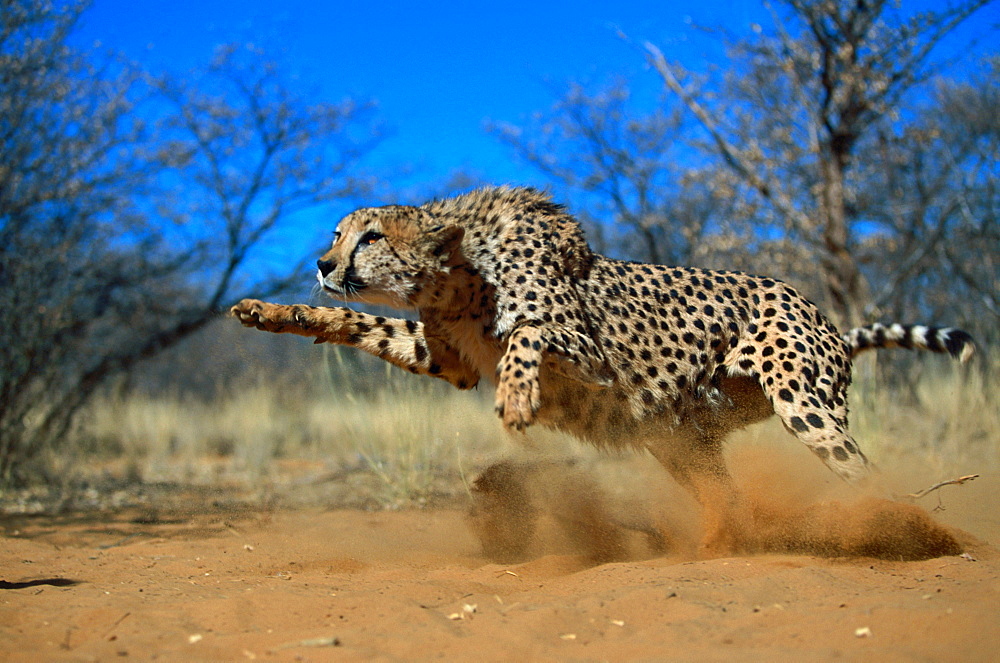 cheetah