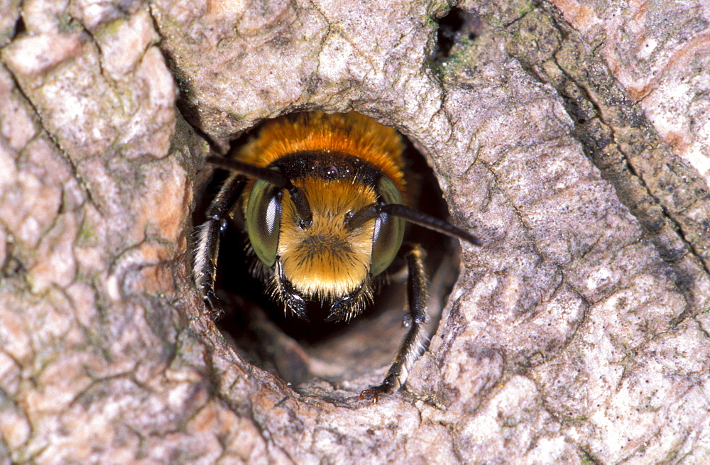 leaf-cutter bee insects bees wild bees head of bee in nest entrance