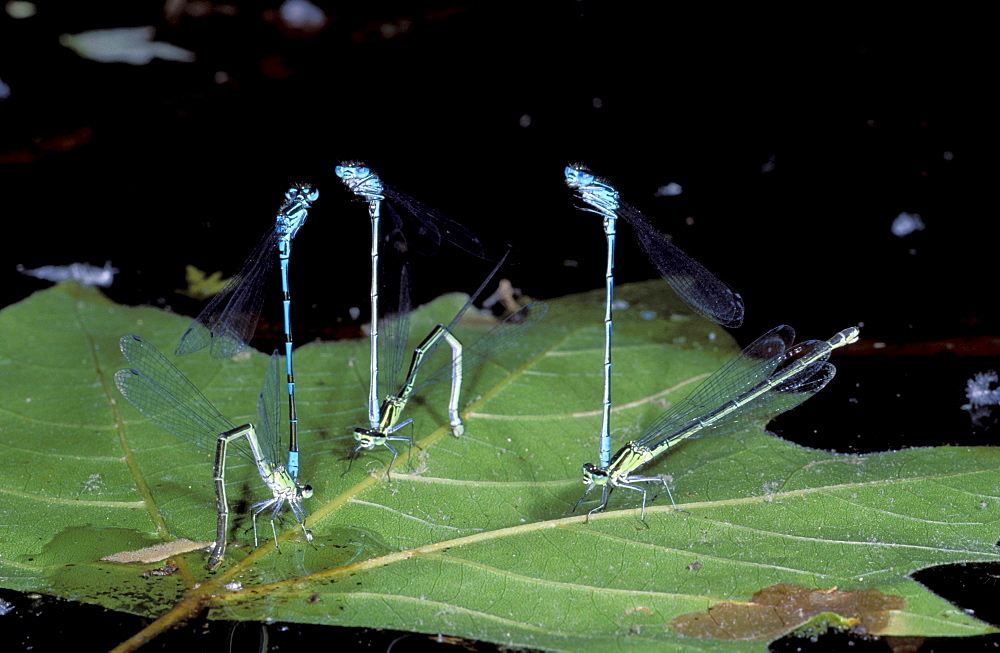 azur damselfly insects damselflies couples in tandem laying eggs on pond funny