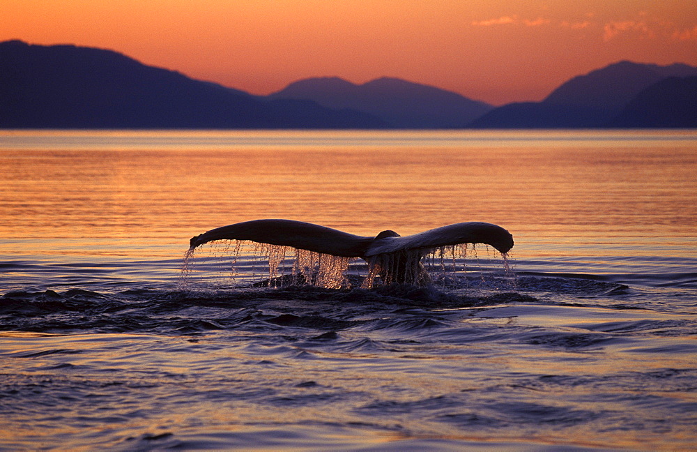 humpback whale tail fin or fluke of diving whale above sea surface water running off fluke in front of mountains at sunset cetacean cetaceans identification profile fluke margin margins one animal only horizontal format