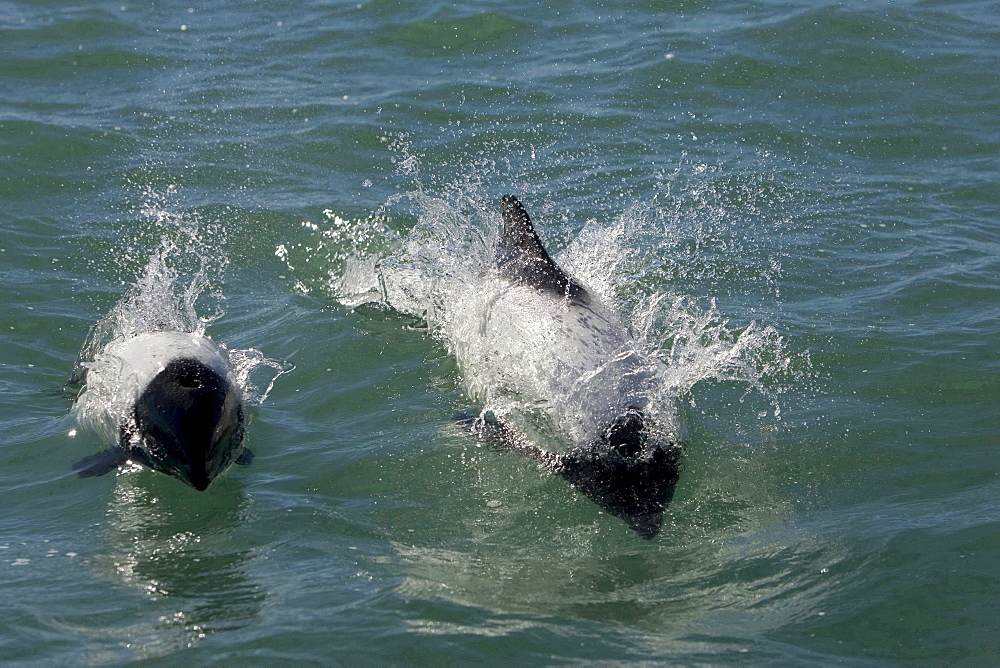 Commerson's dolphin frontal total view of two dolphins swimming at surface horizontal format