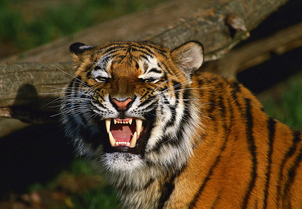 tiger portrait female growling zoo Munster Germany Animals