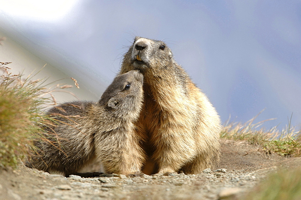 Alpine marmot two adult with young cuddling behaviour total view