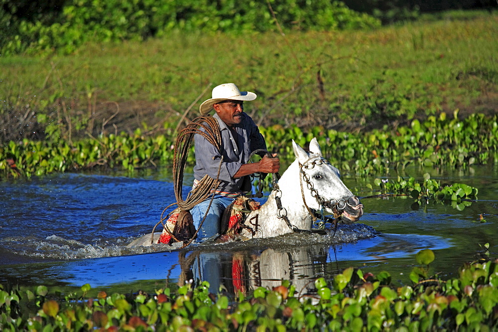 South America Brazil people man native indigenous gaucho cowboy riding Pantaneiro horse crossing water driving cattle