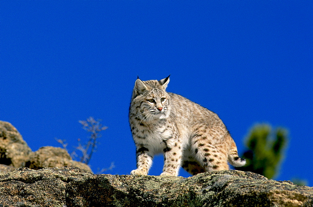 bobcat total view of bobcat standing on rock in front of blue cloudless sky one animal only outdoors horizontal format