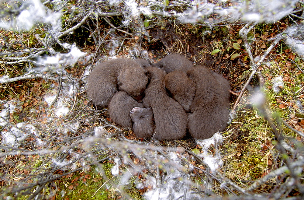 Arctic fox group of juveniles lying close together sleeping in nest on ground among partly snow-covered vegetation outdoors horizontal format