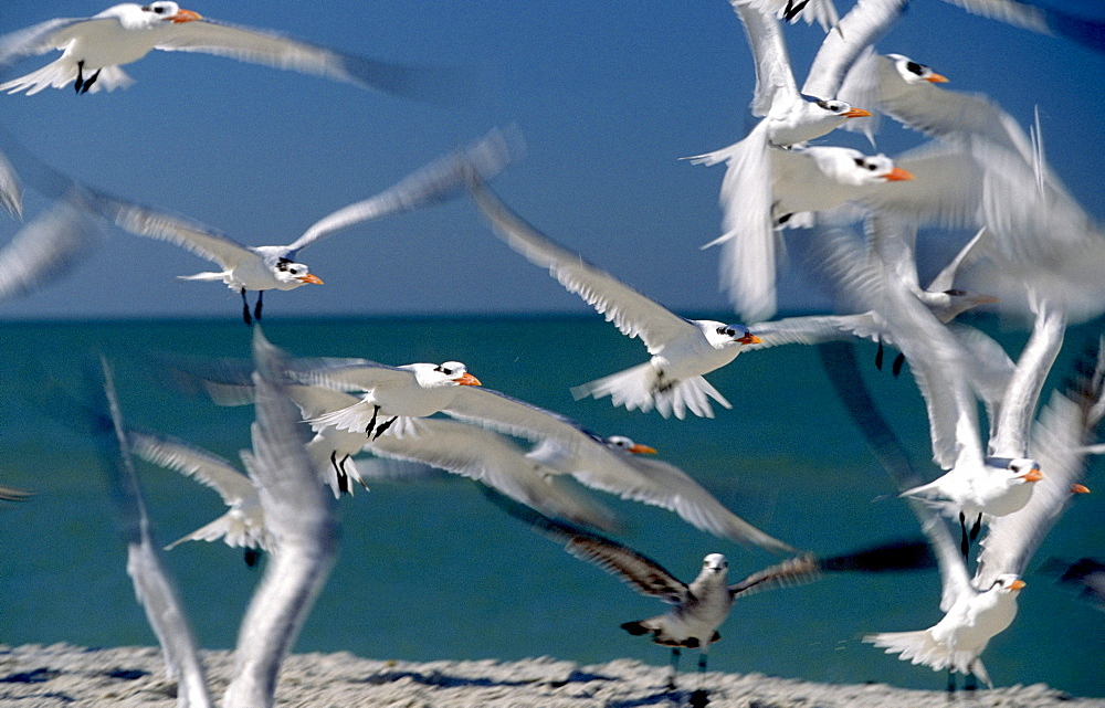 royal tern flock group of birds taking off from shore wings spread sea in background outdoors horizontal format