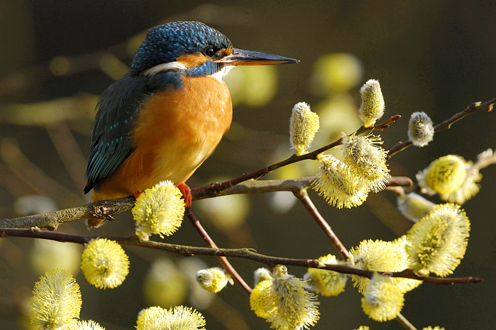 kingfisher