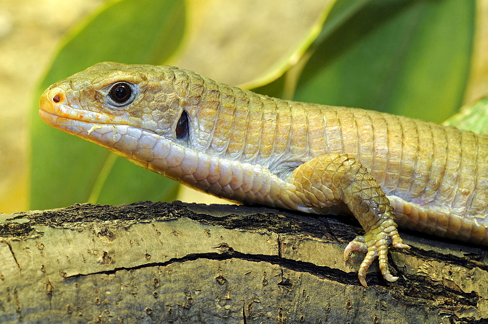 African plated lizard