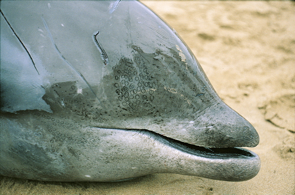 Cuvier's beaked whale (Ziphius cavirostris) stranded with visible round marks left by squid prey as they use the suckers on their tentacles to aviod being swallowed. Ionian Sea, Greece.