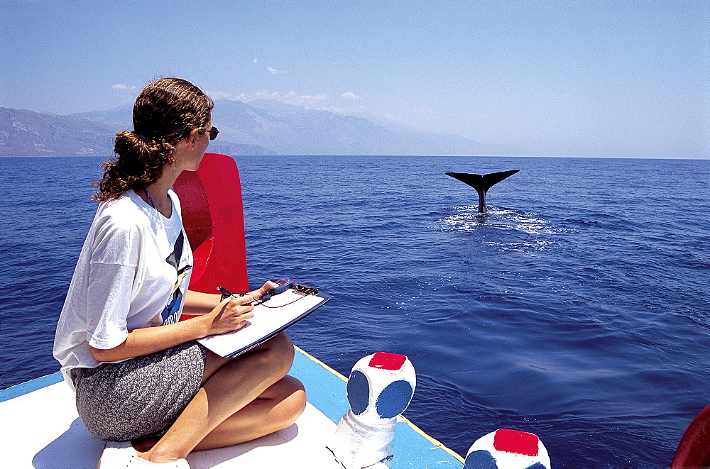 Sperm whale (Physeter macrocephalus) fluking whilst being monitored by the "Greek Sperm Whale Research Program". The Mediterranean population is considered Endangered.  SW Cretan Sea, Greece.