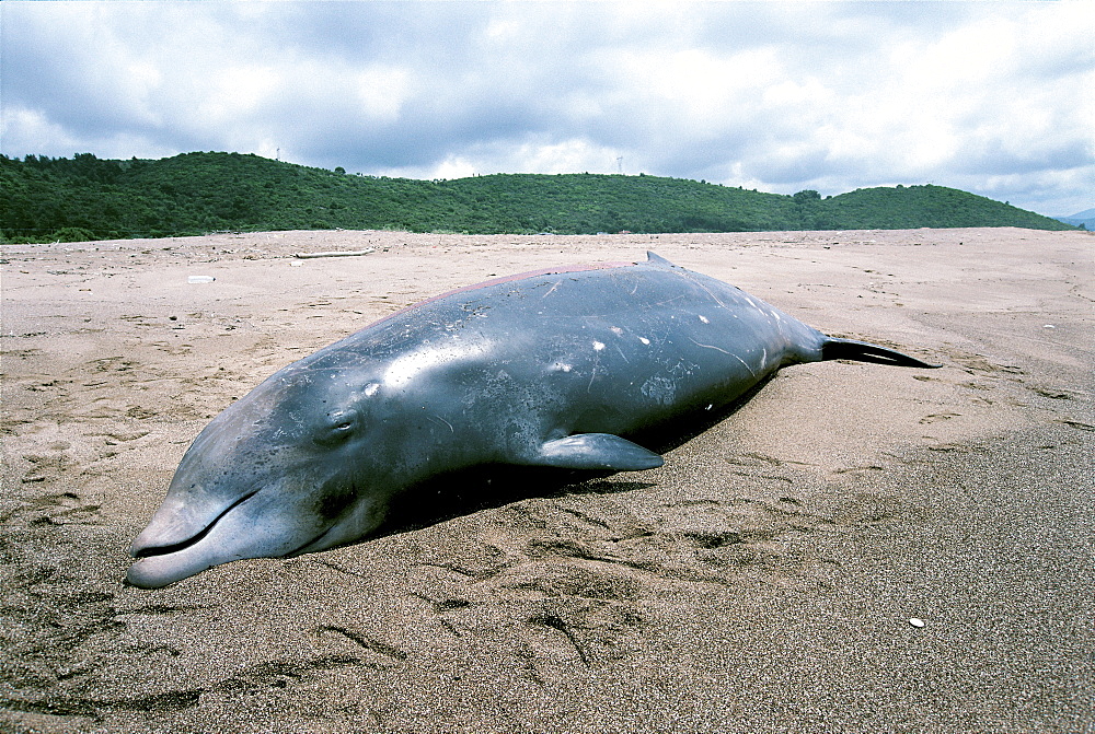 Cuvier's beaked whale (Ziphius cavirostris) part of a mass stranding which are becoming more regular and always occur after military exercises that use high level acitive sonars. Kyparissiakos Gulf, Greece, 1996.