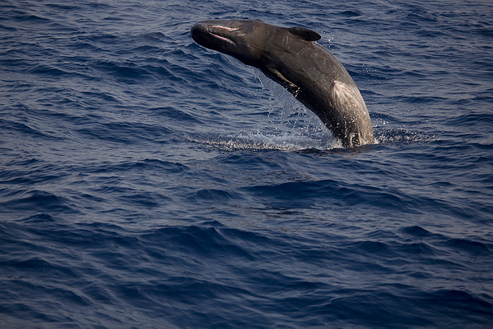 Breaching sperm whale (Physeter macrocephalus). Greece, Eastern Med.