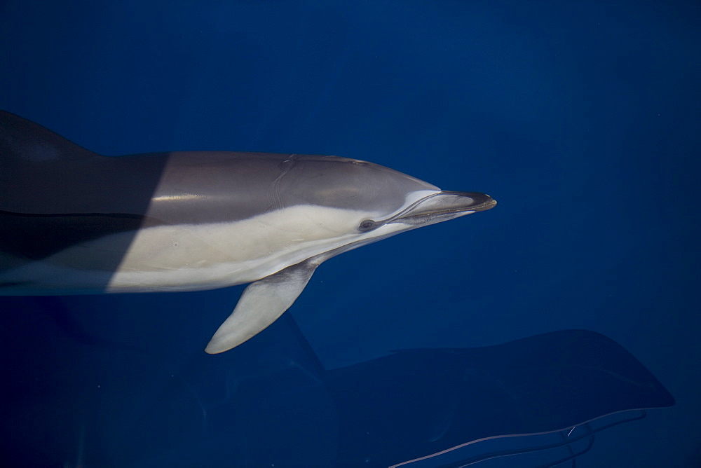 Disappearing common dolphin glance. Greece, Eastern Med.