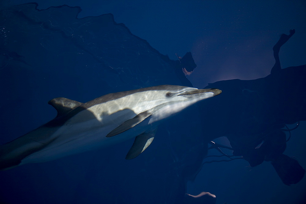 Disappearing common dolphin glance. Greece, Eastern Med.