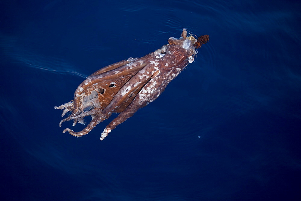 Cock-eyed squid (Histioteuthis bonelli) with sperm whale tooth marks. Greece, Eastern Med.