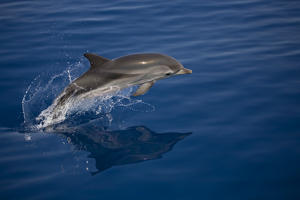 Striped dolphin (Stenella coeruleoalba) leaping. Greece, Eastern Med.