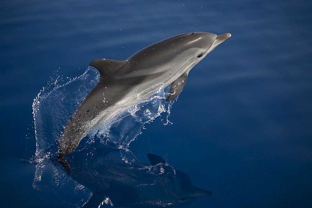 Striped dolphin (Stenella coeruleoalba) leaping. Greece, Eastern Med.