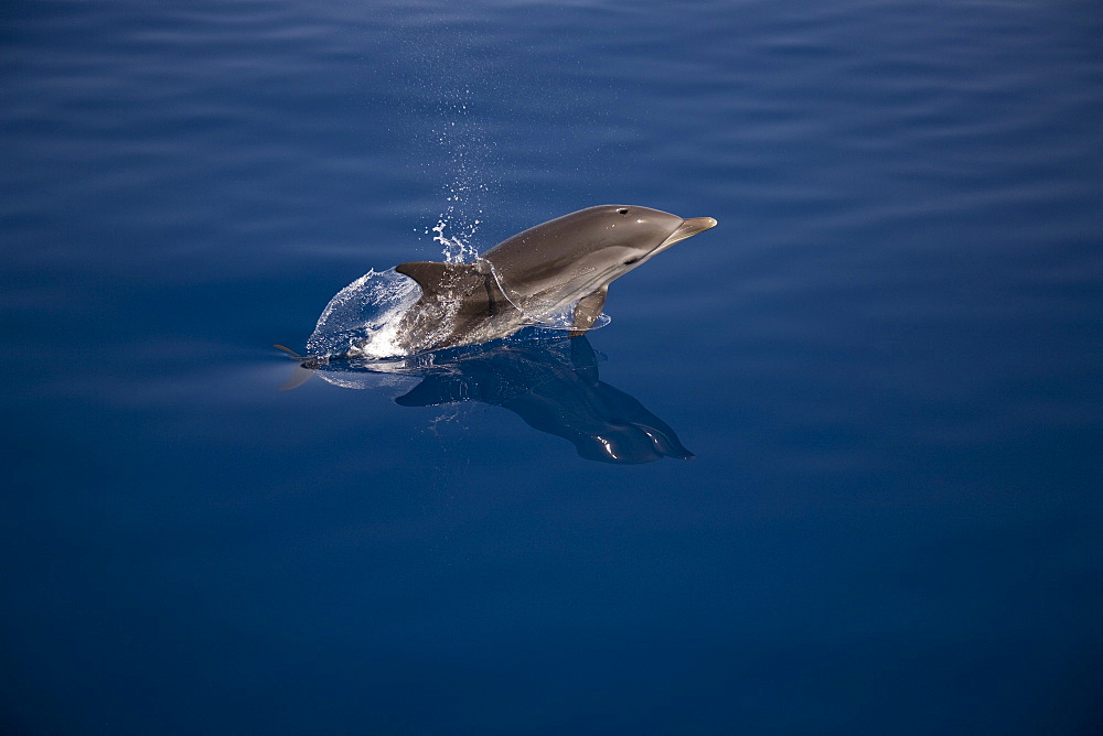 Striped dolphin (Stenella coeruleoalba) leaping. Greece, Eastern Med.