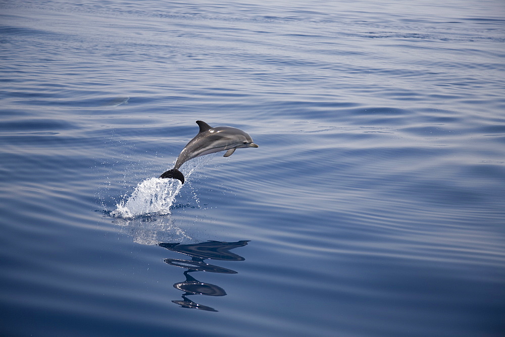 Striped dolphin (Stenella coeruleoalba) leaping. Greece, Eastern Med.