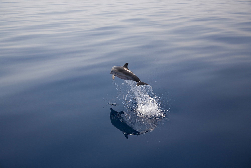 Striped dolphin (Stenella coeruleoalba) leaping. Greece, Eastern Med.