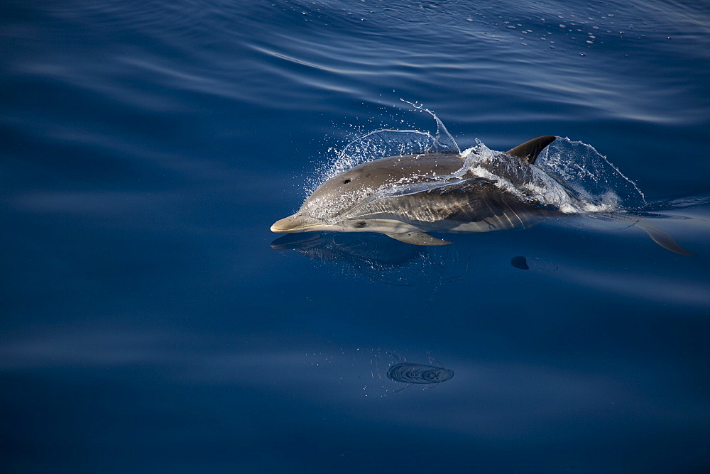 Striped dolphin (Stenella coeruleoalba) breaking the surface. Greece, Eastern Med.