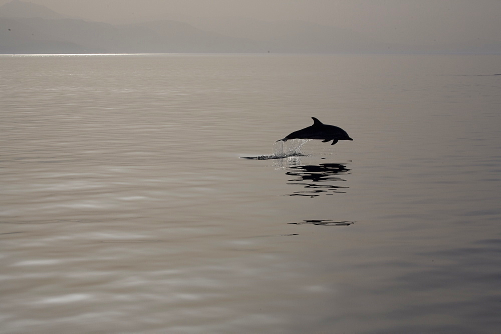 Striped dolphin (Stenella coeruleoalba) leaping. Greece, Eastern Med.