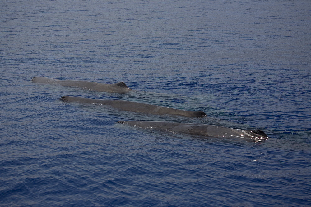 Three sperm whales (Physeter macrocephalus) logging. Greece, Eastern Med.