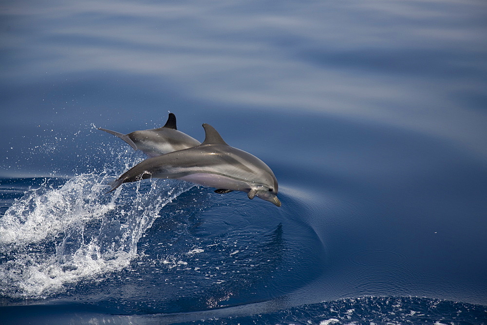 Two striped dolphins (Stenella coeruleoalba) leaping. Greece, Eastern Med.