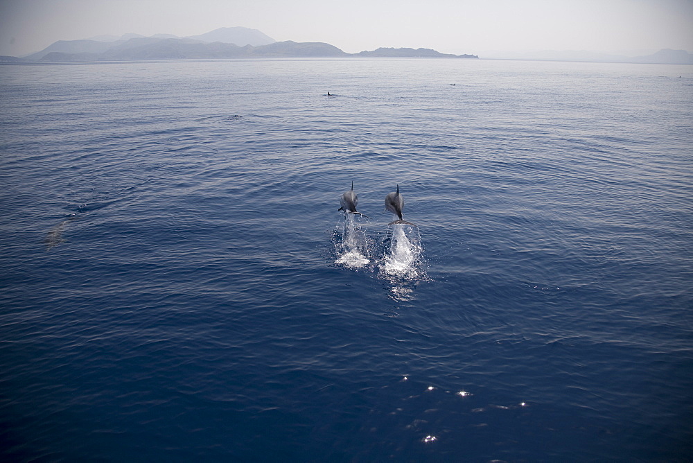 Two striped dolphins (Stenella coeruleoalba) leaping. Greece, Eastern Med.