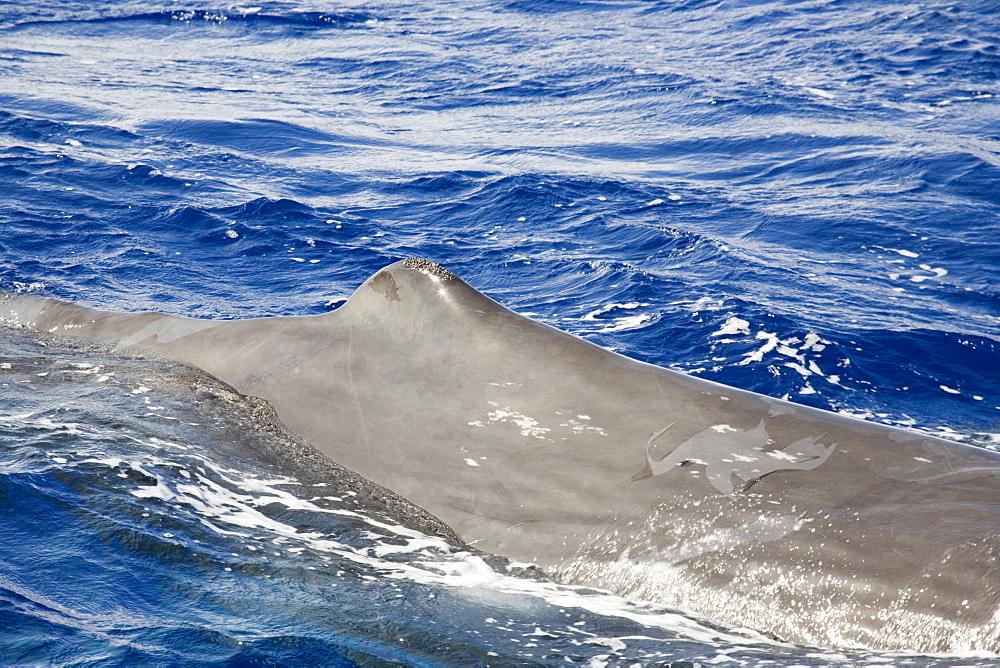 Sperm whale (Physeter macrocephalus) dorsal fin with evident calluses which may be linked to maturation of adult females. Also notable sloughing skin which occurs in both sexes. Endangered, Ionian Sea, Greece.