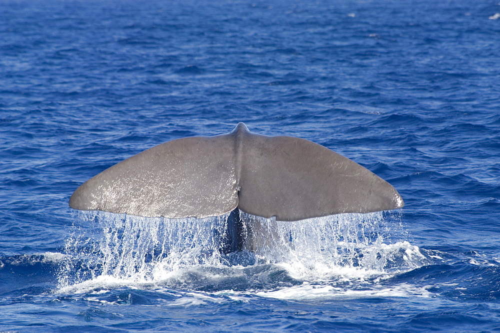 Sperm whale (Physeter macrocephalus) fluking before diving to depths of about 1000m. Fluke span can range from 3 to 5m for mature adults. Endangered, Ionian Sea, Greece.   (RR)