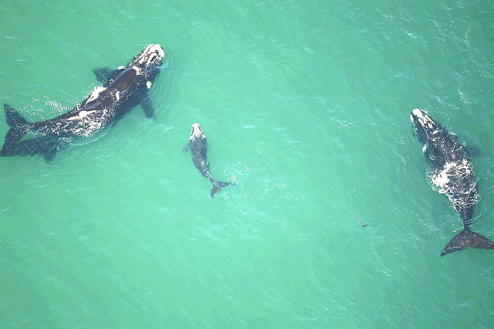 Southern right whales. parents  and calf. The Cape, South Africa