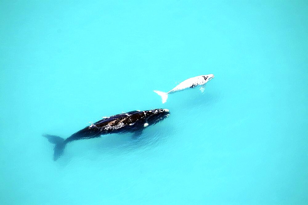 Southern Right Whale (Eubalaena australis). Mother and albino calf. The Cape, South Africa