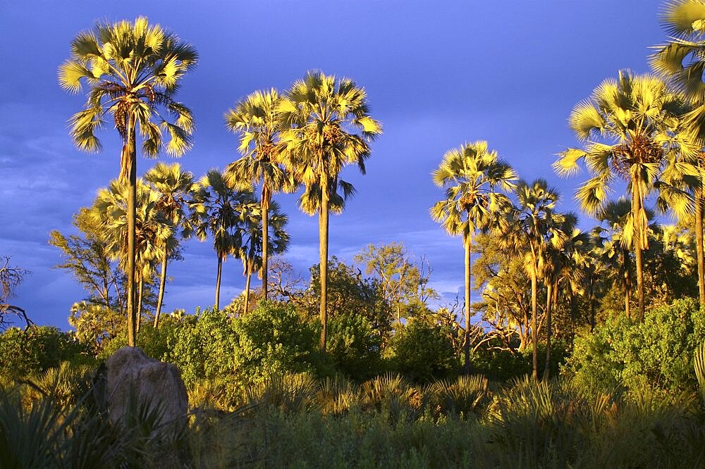 Evening light on Palm Trees after thunderstorm. Okavango Delta, Botswana