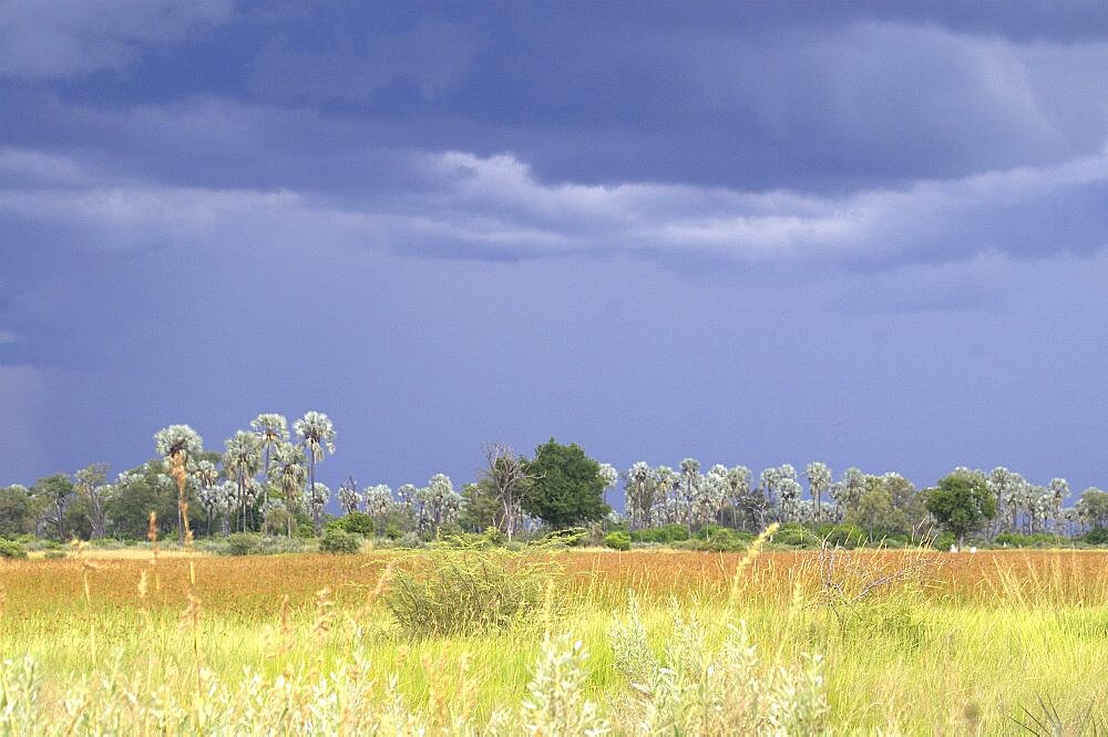 Black thunderstorm clouds as backdrop. Okavango Delta, Botswana