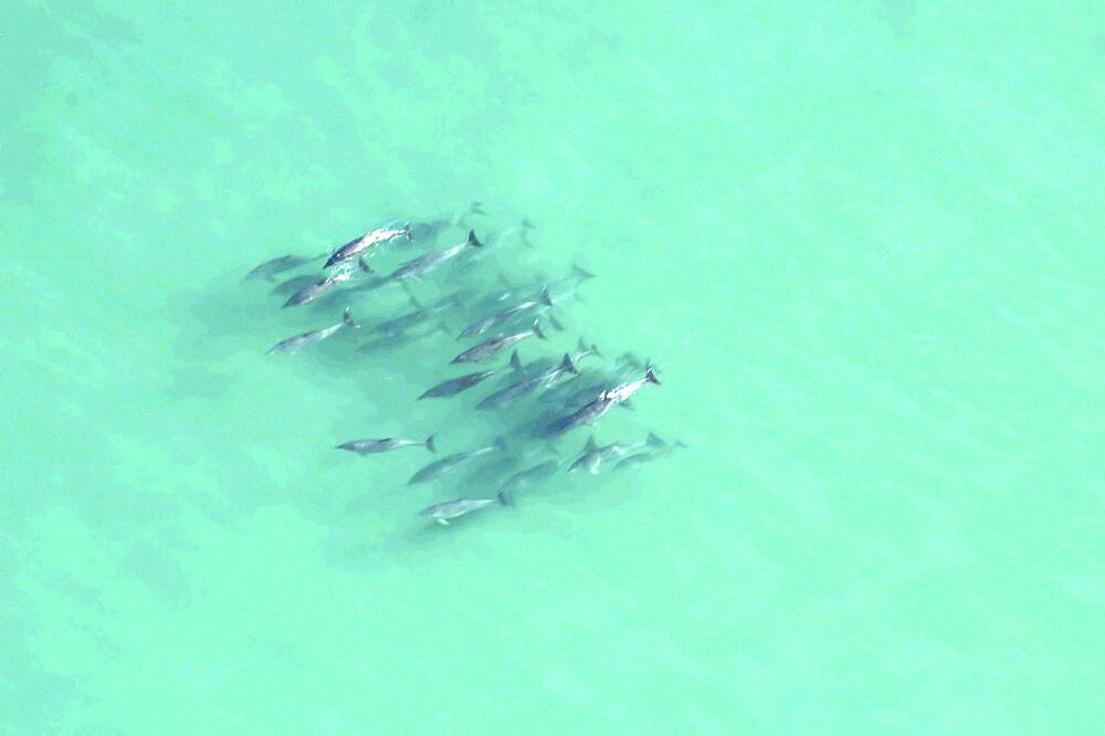Dolphins. The Cape, South Africa