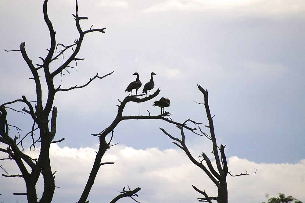 Egyptian Geese roosting at nightfall. Okavango Delta, Botswana