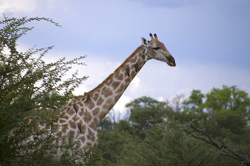 Giraffe. Okavango Delta, Botswana
