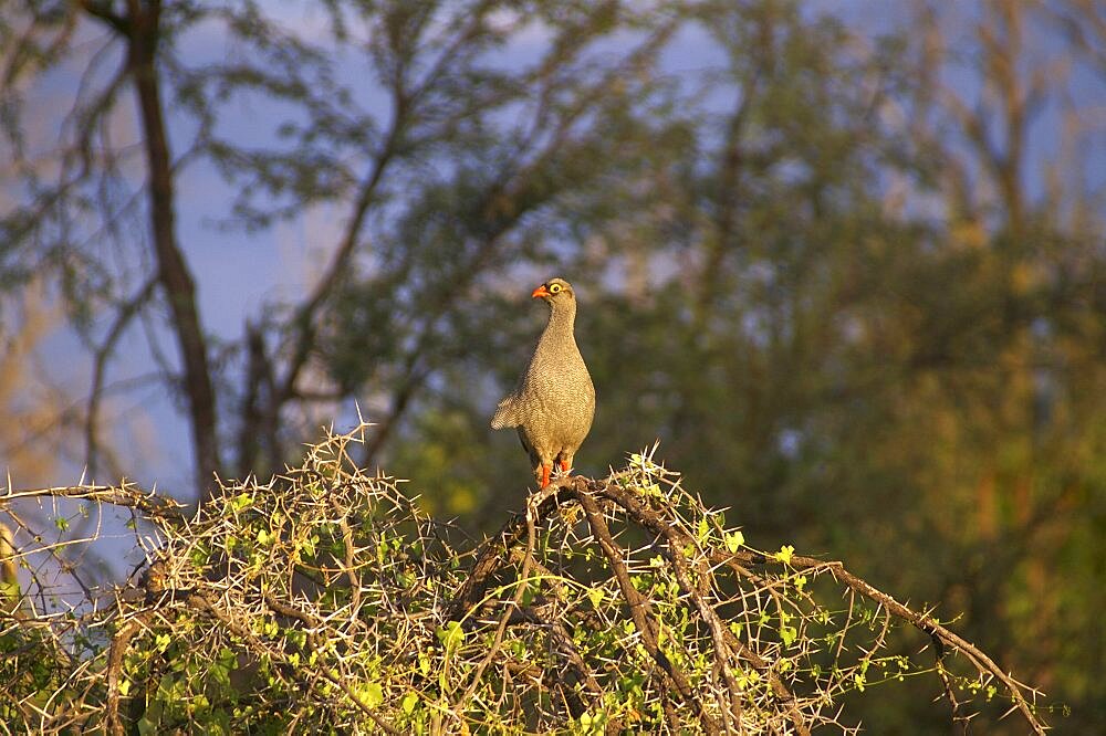 Francolin. Okavango Delta, Botswana