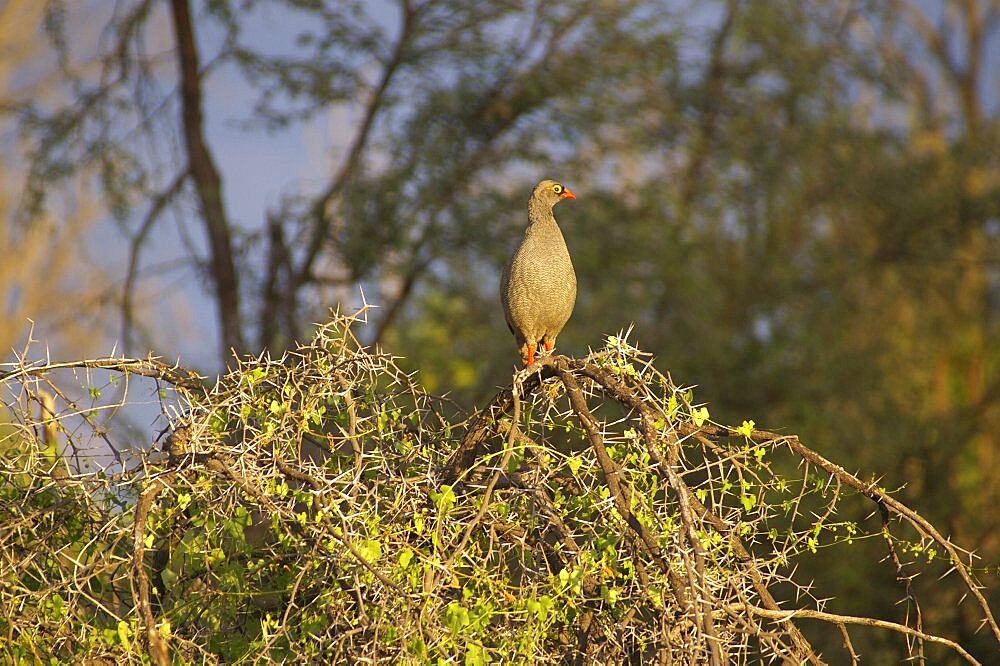 Francolin. Okavango Delta, Botswana